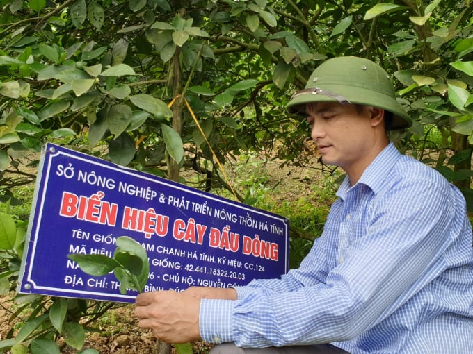 Nhờ áp dụng quy trình sản xuất hữu cơ nên tuổi thọ cây cam đầu dòng của hộ anh Nguyễn Công Thành, thôn Thanh Bình, xã Đức LĩnhThành (Vũ Quang) được Sở NN-PTNT Hà Tĩnh đánh giá cao. Ảnh: Võ Dũng.