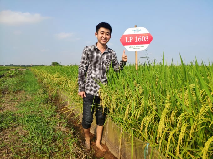 11--hai-giong-lua-lai-moi-lp1601-va-lp1603-1708_20210602_377.jpg LP1603 có chất lượng thóc gạo tốt, hàm lượng amylose 12,66%. Cơm ngon, mềm, dẻo, đậm vị.