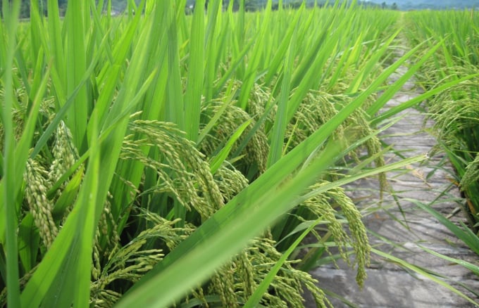 Giống lúa LC212 kháng bạc lá (LC212KBL).