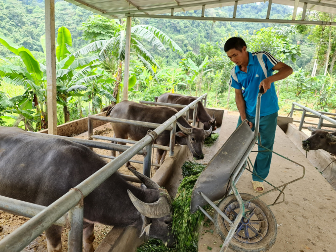 z2530460939925_3daebf575460fcf891b3e1d24cebba1a-1622_20210603_356.jpg Ông Ma Văn Chủ nuôi trâu vỗ béo phát triển kinh tế. Ảnh: Đào Thanh.