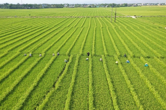 Ruộng sản xuất hạt lai F1 giống MHC2 tại Quảng Nam vụ xuân hè 2021.