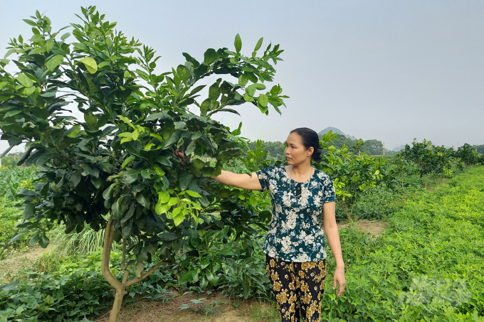 Tích tụ đất đai là chìa khóa phát triển nông nghiệp hàng hóa của đồng bào công giáo Thọ Xương. Ảnh: VD.