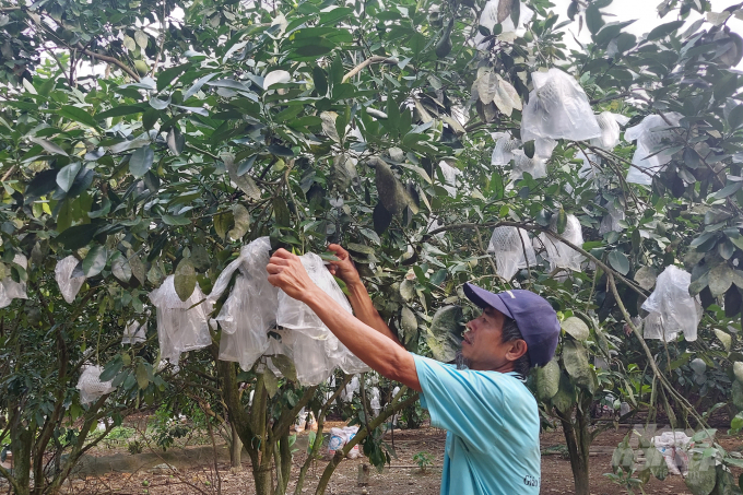 Tích tụ đất đai mở ra những chân trời mới trong phát triển kinh tế cho bà con giáo dân Thanh Hóa. Ảnh: VD.