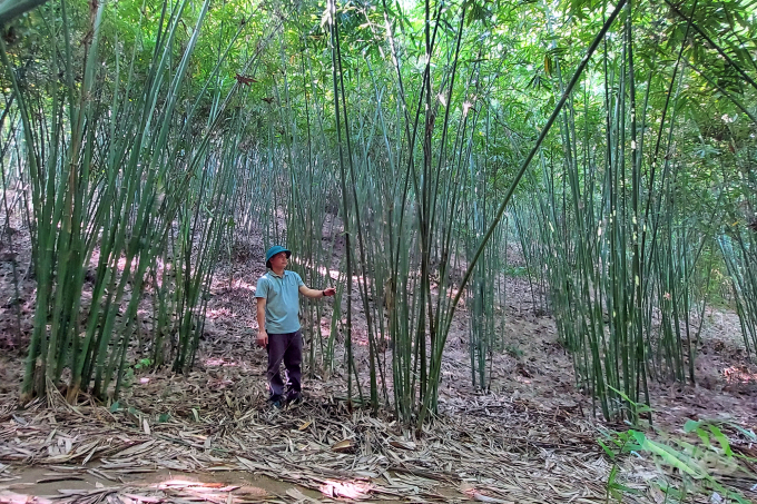 Trồng vầu vừa cho hiệu quả kinh tế gấp 10 lần trồng keo vừa có giá trị cao về bảo vệ môi trường. Ảnh: VD.