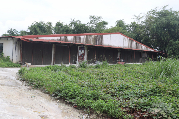 Trại nuôi lợn cảu Cty TNHH Minh Hiền YB. Ảnh: Thái Sinh.