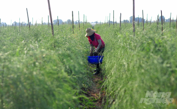 Asparagus growing is developing in the dry land of Ninh Thuan. Photo: MH.