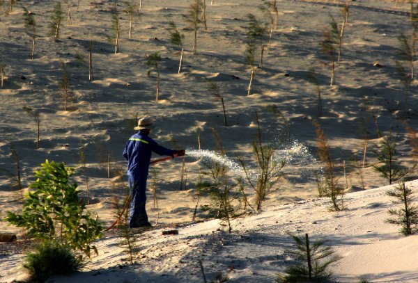 Greening the ground and retaining water for the soil play an important role in preventing desertification in Vietnam. Photo: VD.