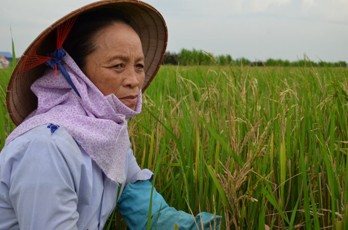 Vinh Phuc farmers in fields full of pests and diseases. Photo: Duong Dinh Tuong.