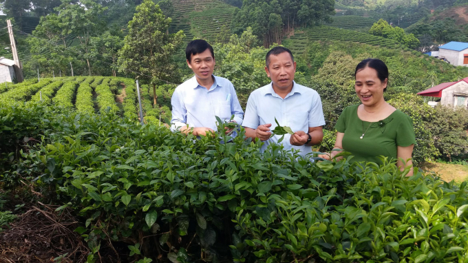 Ông Tô Văn Khiêm (đứng giữa) giới thiệu về quy trình sản xuất chè hữu cơ. Ảnh: Đồng Văn Thưởng.