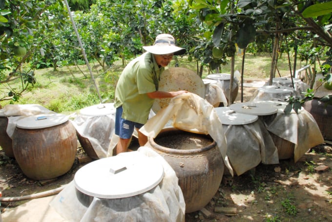 Ông Út Một tự ủ các loại bả đậu nành, vỏ khóm, hèm bia, chuối… dùng để bón cho cây nhằm thay thế phân bón hóa học. Ảnh: TL.