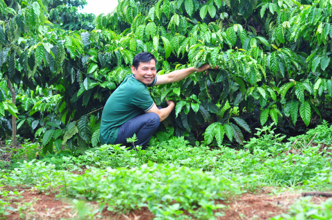Gia đình ông Trần Văn Xuất duy trì cỏ ở nền vườn để tạo hệ sinh thái cho đất. Ảnh: Minh Hậu.