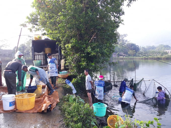 08351298ca-tung-khe-083512.jpg Cá nước ngọt truyền thống có ưu điểm dễ nuôi, dễ tiêu thụ, luôn được thương lái tới tận nơi thu mua. Ảnh: MT.