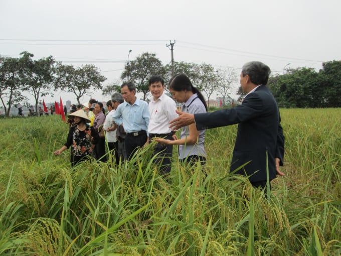 img_0334-1631_20210629_651.jpg Mô hình trồng lúa SRI. Ảnh: TL.