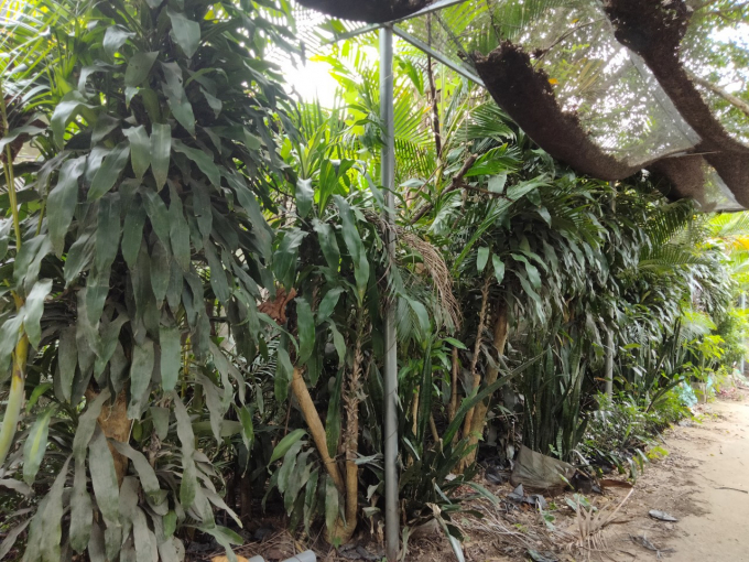 Một góc vườn ươm cây cảnh không được chăm sóc của gia đình ông Xuân.