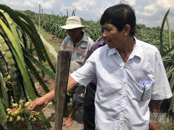 Farmers grown dragon fruit in Binh Phu Commune, Go Cong Tay District in Tien Giang Province. Photo: MD.