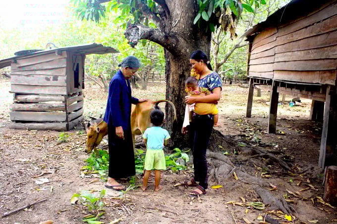 7-0259_20210708_206.jpg Sáng kiến cho mượn bò của già làng Ksor H’lâm đã giúp nhiều gia đình có bò giống ban đầu làm của riêng. Ảnh: Phúc Lập.