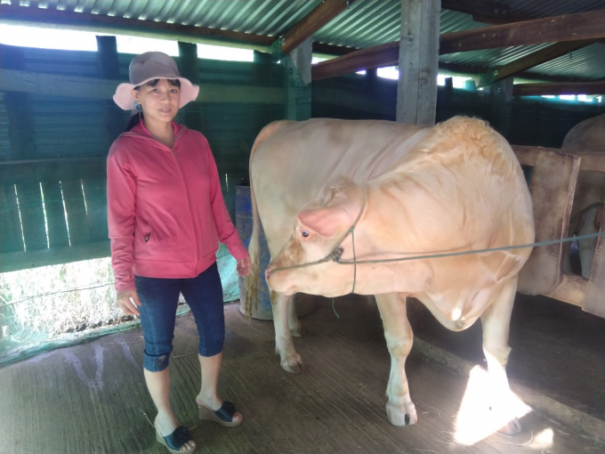 Nhiều hộ gia đình gặp khó khăn về nguồn thức ăn cho đàn bò do dịch Covid-19 đã được cộng đồng và ngành chức năng hỗ trợ kịp thời. Ảnh: Mạnh Hoài Nam.