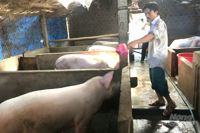 Nhờ chủ động con giống và giá heo hơi nhỉnh lên, anh Nguyễn Văn Bình ở xã Ân Đức (huyện Hoài Ân, Bình Định) vẫn có lãi 1 triệu đồng/con heo xuất chuồng 1 tạ. Ảnh: Vũ Đình Thung.