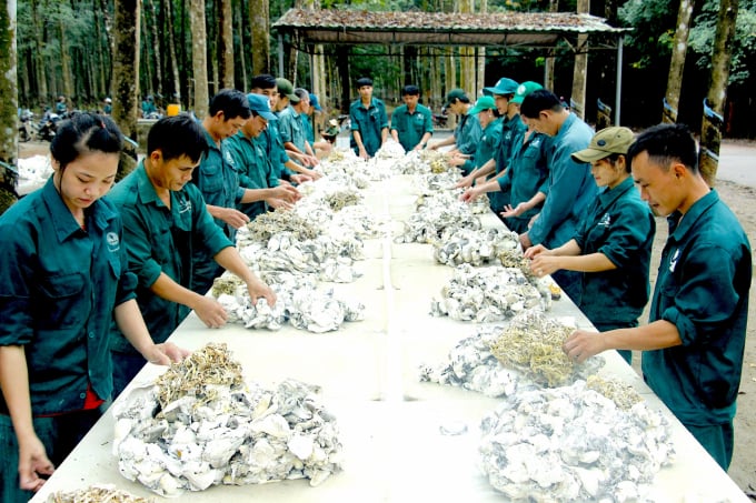 2-0045_20210714_198.jpg Công nhân Nông trường cao su Tân Lập sơ chế mủ. Ảnh: Phúc Lập.