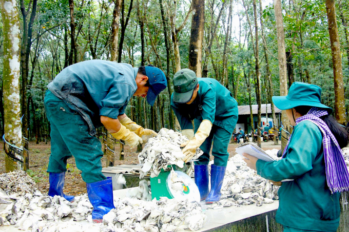 3-0050_20210714_404.jpg Mỗi ngày, công nhân cạo mủ cao su chỉ làm đến trưa là xong công việc. Thời gian còn lại có thể làm việc khác kiếm thêm thu nhập hoặc chăm sóc gia đình. Ảnh: Phúc Lập.