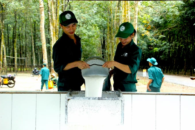 5-0057_20210714_405.jpg Nữ công nhân Phạm Thị Tuyết Vân: 'Tôi vẫn nhớ cái mùi đặc trưng của mủ cao su, nhớ tiếng rì rào của vườn cao su… nên cuối cùng tôi quay lại nông trường'. Ảnh: Phúc Lập.