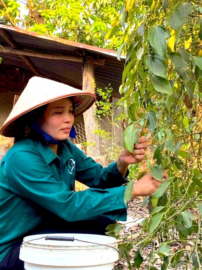 ce3427bad605255b7c14-0053_20210714_28.jpg Ngoài công việc ở nông trường, chị Hồng còn chăm sóc vườn tiêu của gia đình. Ảnh: Phúc Lập.