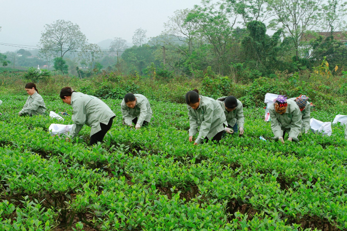 Các xã viên HTX Nông nghiệp và Dịch vụ Bắc Thái, xóm Hồng Thái 1, xã Tân Cương (TP Thái Nguyên) thu hoạch chè. Ảnh: ĐT.