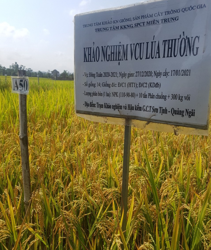 anh-lua-khao-nghiem-1458_20210727_968.jpg A50 (là mã hóa giống lúa PY10) được khảo nghiệm trên đồng đất tỉnh Quảng Ngãi. Ảnh: TTG.