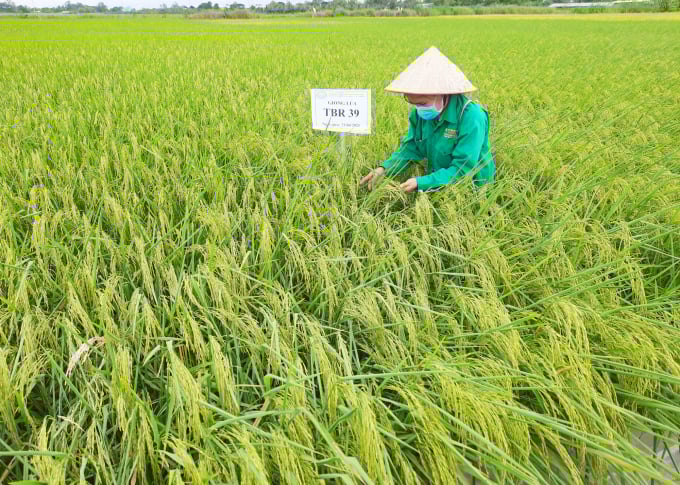 Giống TBR39 có thời gian sinh trưởng 100 -110 ngày, đẻ nhánh khỏe, chống chịu bệnh đạo ôn, cháy bì lá tốt. Ảnh: Hoàng Vũ.