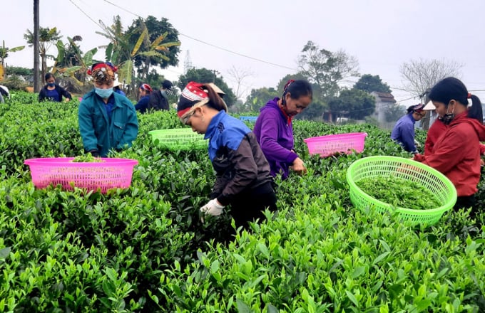 Chè hữu cơ mang lại nhiều lợi ích cho người làm chè. Ảnh Đồng Văn Thưởng