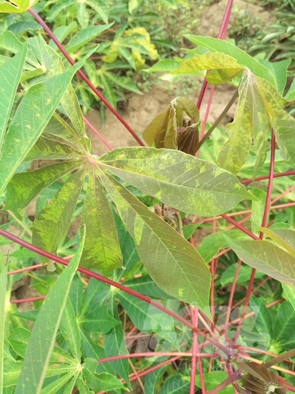 Lá cây sắn úa vàng khi đã bị bệnh khảm lá. Ảnh: V.Đ.T.