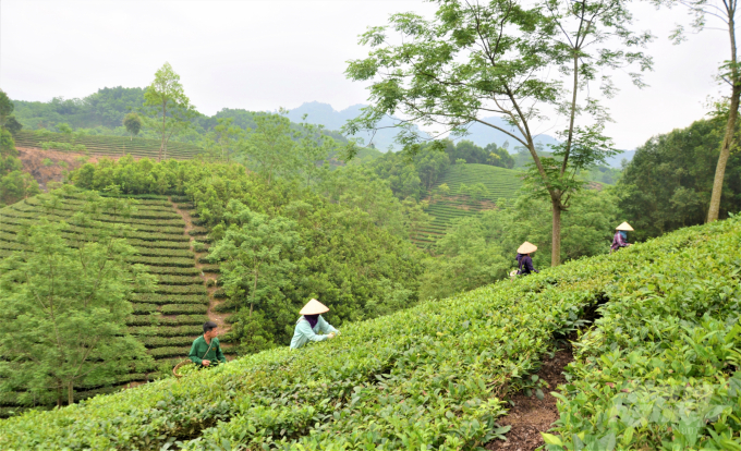Làm nông nghiệp hữu cơ vừa bảo vệ sức khỏe người trồng cũng như người tiêu dùng, vừa tốt cho môi trường. Ảnh: Đào Thanh.