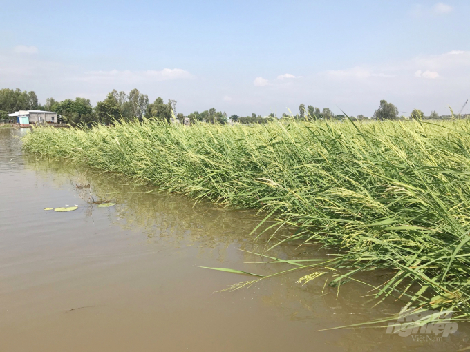 watermark_anh-1-1530_20210812_617.jpg Sản xuất lúa mùa nổi tại huyện Tri Tôn (An Giang). Ảnh: Lê Hoàng Vũ.