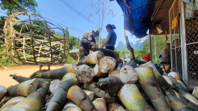 14151164cac_thuong_lai_thu_mua_mang_tuoi-141511.jpg Từ cây rừng tự nhiên, măng mai đã được trồng thành sản phẩm hàng hóa, giúp thay đổi bộ mặt đời sống của xã Lâm Thượng. Ảnh: Khắc Điệp.