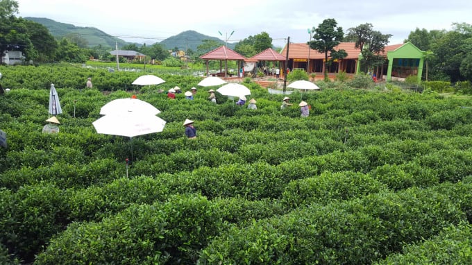 Trồng chè an toàn, bền vững là hướng đi mới tại các hộ gia đình tại xã Tân Cương (TP. Thái Nguyên). Ảnh: ĐVT.