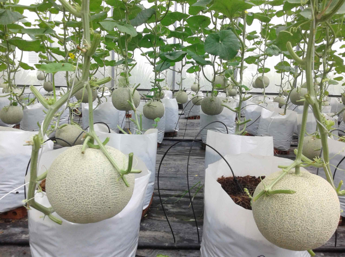 Năng suất dưa lưới đạt từ 3 - 3,5 tấn trên diện tích 1.000 m2. Ảnh: Lộc Trời.