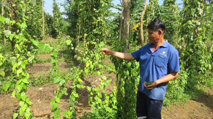 phu-yen-vuon-tieu-nuoi-sam-nam-1441_20210630_144.jpg Nên trồng hồ tiêu bằng trụ sống. Ảnh: TL.
