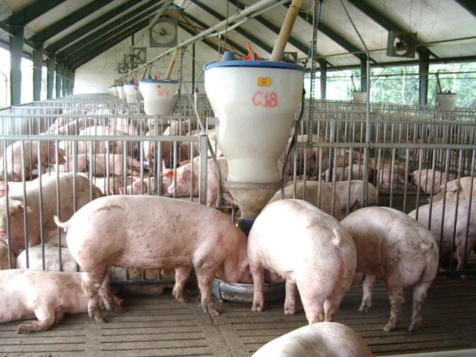 9b8bca07-1121_20210819_509.jpg Với giá mỗi bao cám tăng giá 30.000 - 40.000 đồng so với vài tháng trước đây, trung bình mỗi ngày, chi phí bỏ ra cho trang trại tốn cả trăm triệu đồng, chịu lỗ là điều không tránh khỏi. Ảnh: MH.