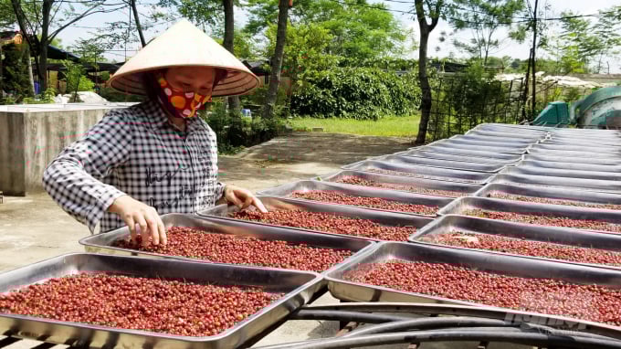 watermark_ca-1-1206_20210824_60.jpg Quả cà gai leo có giá 6 triệu/kg. Ảnh: Dương Đình Tường.