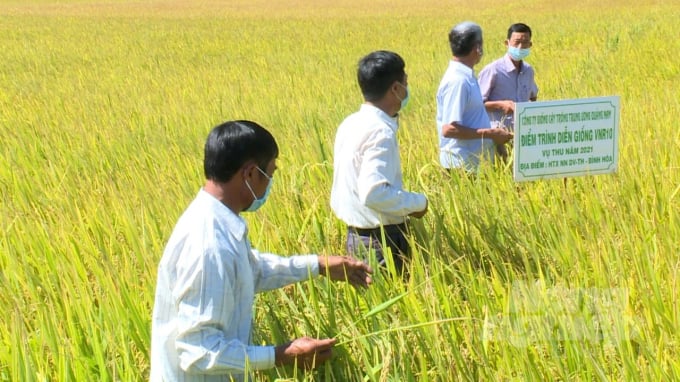 Tham quan mô hình trình diễn giống lúa VNR10 tại thôn Vân Trường, xã Bình Hòa (huyện Tây Sơn, Bình Định). Ảnh: V.Đ.T