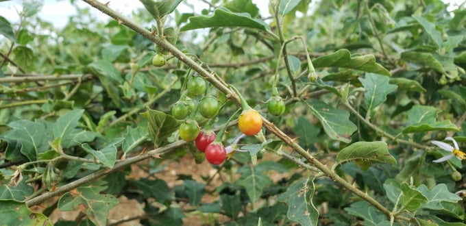 Nhiều hộ dân từng suýt phá bỏ cây cà gai leo do sự phát triển không đồng bộ giữa nguyên liệu và chế biến, chiết xuất, tiêu thụ sản phẩm. Ảnh: Phương Thúy. 
