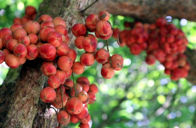 Tháng 7 tháng 8 âm lịch, dâu đất vào mùa thu hoạch, trĩu trái trên các nhà vườn ở các địa phương vùng trung du, nhất là Tiên Phước - 'thủ phủ' dâu đất ở Quảng Nam. Dâu đất thuộc loại cây thân gỗ, cao 10-20 m. Quả mọc ở thân cây và một số cành to, khi chín có màu đỏ hoặc vàng. Một chùm dâu đất có đến vài chục quả.