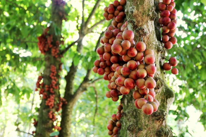 Trong các loại cây ăn quả ở Tiên Phước (Quảng Nam), đáng chú ý nhất là bòn bon và dâu đất. Dâu đất tuy kém ngon hơn bòn bon song đến mùa, những chùm quả chín sắc hồng tươi bám chi chít trên cành và cả thân cây trông thật hấp dẫn, khiến người ta không thể không muốn nếm thử hương vị loại trái cây rất đỗi bình dân của vùng sơn cước.