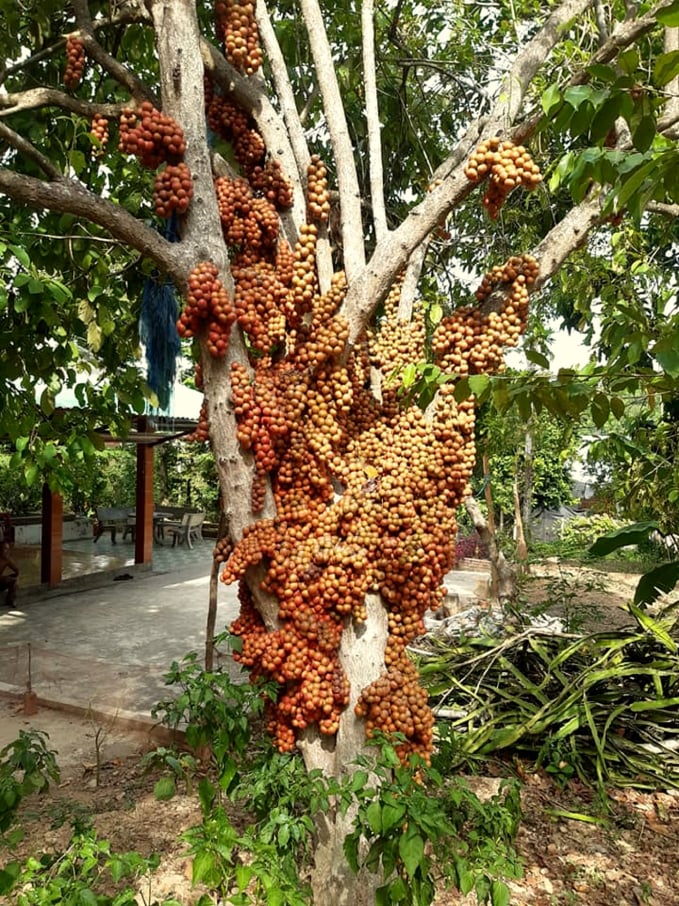 Không chỉ thế, vì có tán rộng, có trái màu đỏ khá đẹp và mọc chi chít trên thân giống như sung nên cũng đã có nhiều người mua cả cây mang về trồng làm cảnh trong sân vườn. Là cây 'trồng chơi ăn thiệt', nếu được mùa được giá, dâu đất đem lại thu nhập đáng kể cho nhà nông.
