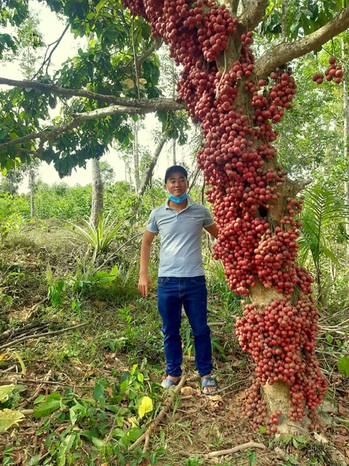 Ngày trước, loại cây này không phải phát triển kinh tế nhưng do cha ông trồng để làm bờ rào, bóng mát nên được gìn giữ. Loại cây này mọc tự nhiên nên trồng rất dễ, ít tốn công chăm bón. Loại cây này tán rộng, chiếm diện tích lớn nên trồng xen kẽ với các cây ăn quả khác. Tuy nhiên, bây giờ nhiều người vẫn thu hoạch dâu đất để mang bán với giá 4.000 - 6.000 đ/kg để cải thiện đời sống.