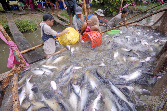 watermark__dsc0863-1149_20210908_428.jpg Đối với ngành nuôi thủy sản, chăn nuôi, vườn cây ăn trái, rau màu, xem xét cho phép nông dân tới chăm sóc tối đa 2 lần/tuần. Ảnh: Lê Hoàng Vũ.