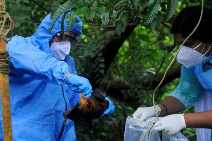 4_nipah-virus-carried-by-fruit-eating-batsjpeg-0934_20210913_925.jpg Dơi ăn quả được coi là thủ phạm trung gian lây truyền virus Nipah. Ảnh: Getty