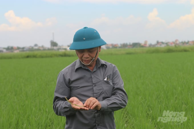 watermark_ipm-hai-phong-5-1538_20210906_106.jpg Ông Đỗ Danh Nghề kiểm tra tuổi sâu lúa vụ mùa 2021 trước khi khuyến cáo người dân phòng trừ. Ảnh: Đinh Mười.