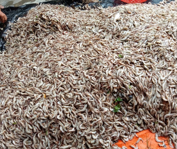 Nước lũ cuốn trôi nhiều ao nuôi tôm thẻ chân trắng của người dân, số còn lại trong hồ cũng bị sốc nước chết. Ảnh: N.Đ.