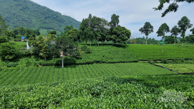 Vườn chè VietGAP của HTX chè La Bằng. Ảnh: Toán Nguyễn.